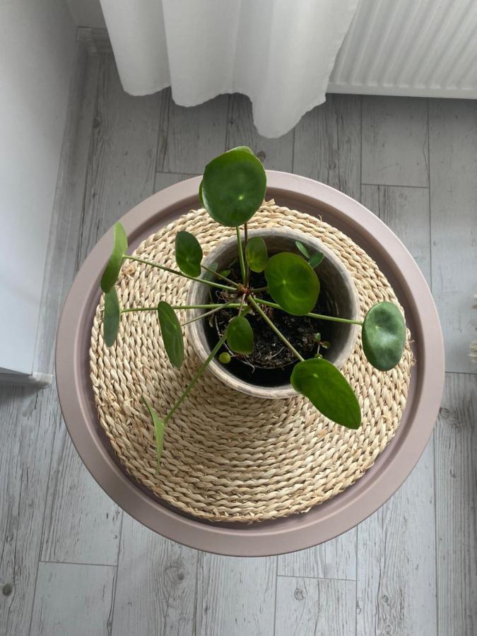 Apartament Bellapola Nysa Eksteriør bilde